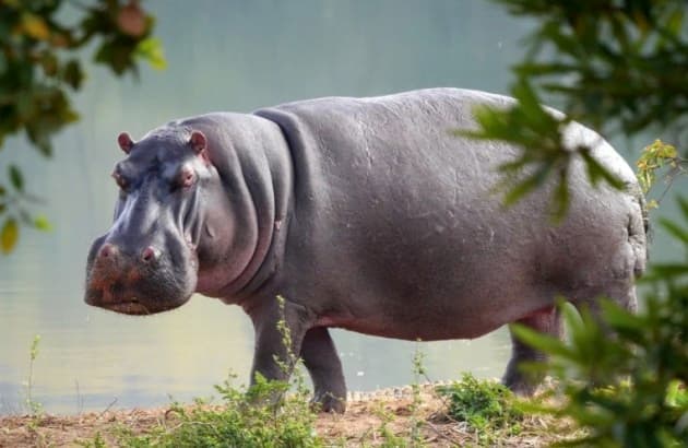Hippopotamus