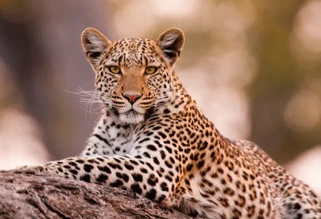 African Leopard